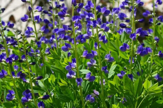 'WILD BLUE INDIGO' (Baptisia australis sp.)