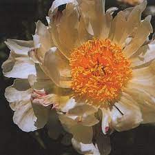 'VANILLA TWIST' Peony (Paeonia x lactiflora 'vanilla twist')