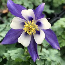 'EARLYBIRD BLUE & WHITE' Columbine (Aquilegia x 'earlybird blue & white')