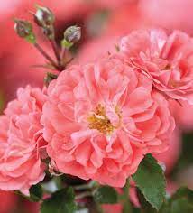 'CORAL DRIFT' Shrub Rose (Rosa x 'coral drift')