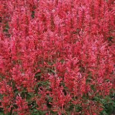 'KUDOS CORAL HYSSOP ' Hummingbird Mint (Agastaches x 'kudos coral')