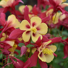 'EARLYBIRD RED & YELLOW' Columbine (Aquilegia x 'earlybird red & yellow')