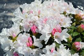 'YAKU PRINCESS' Rhododendron (Rhododendron x yakushimanum 'yaku princess')