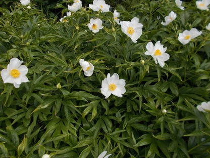 'HIMALAYAN PEONY' Peony (Paeonia emodi sp)