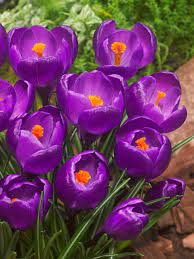 'LARGE FLOWERING CROCUS' Crocus (Crocus x)