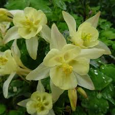 'EARLYBIRD YELLOW' Columbine (Aquilegia x 'earlybird yellow')