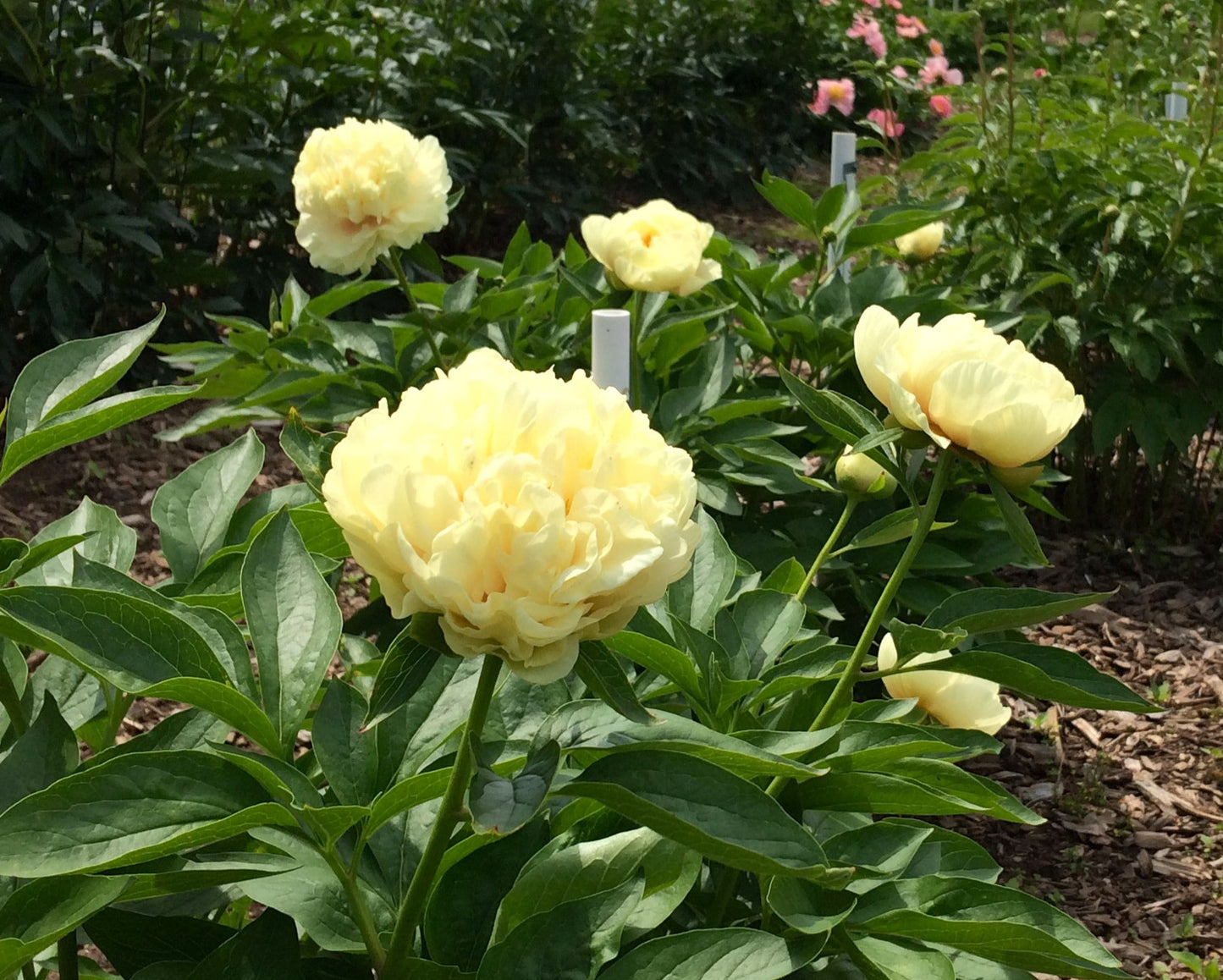 'SUNNY BOY' Peony (Paeonia x lactiflora 'sunny boy')