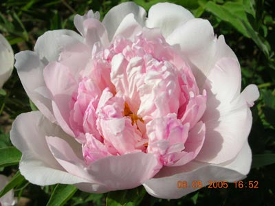 'BEAUTY' 佳麗 Tree Peony (Paeonia x suffruticosa 'jia li/beauty')