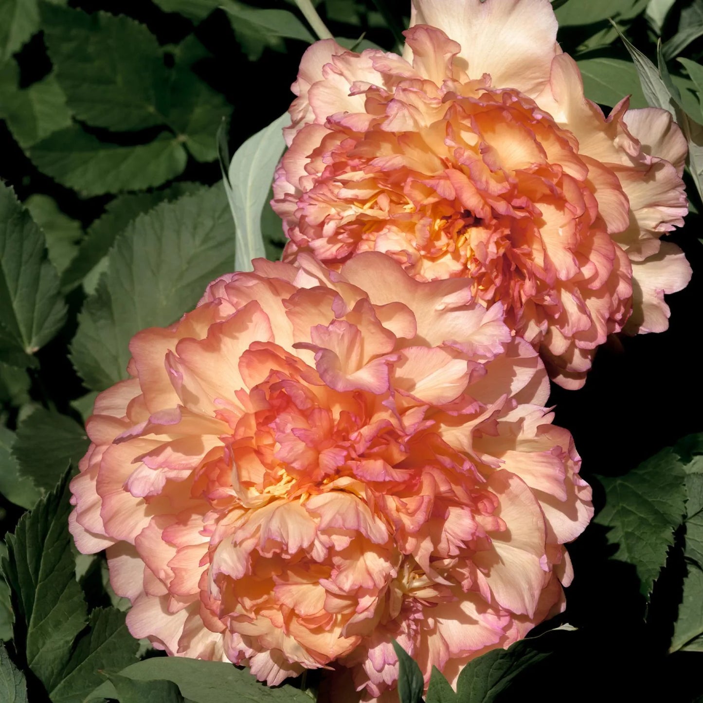 'GOLD COUNCIL CHAMBER' 金阁 Tree Peony (Paeonia x suffruticosa 'jin ge/gold council chamber')