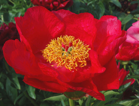 'JOYCE ELLEN' Peony (Paeonia x lactiflora 'joyce ellen')