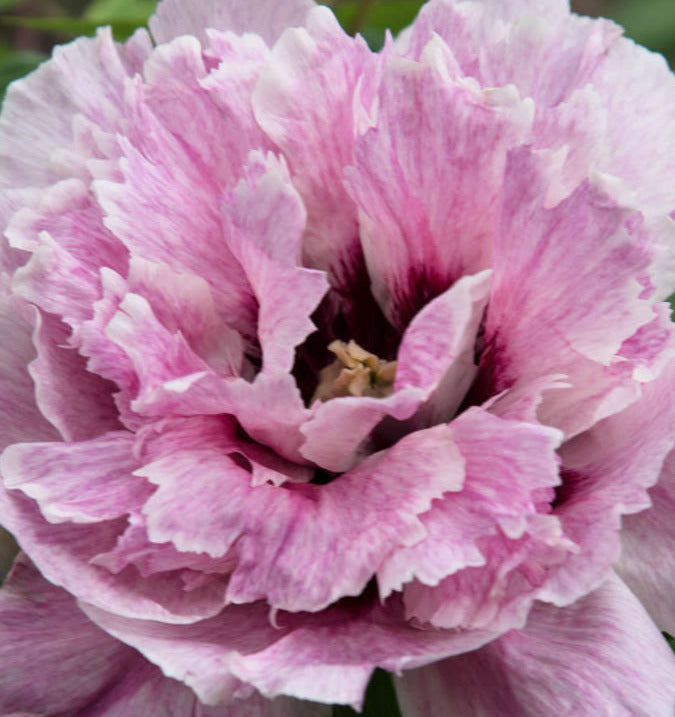 'THREE COLORED BLUE JADE' 蓝玉三彩 Tree Peony (Paeonia x suffruticosa 'lan yu san cai/three colored blue jade')