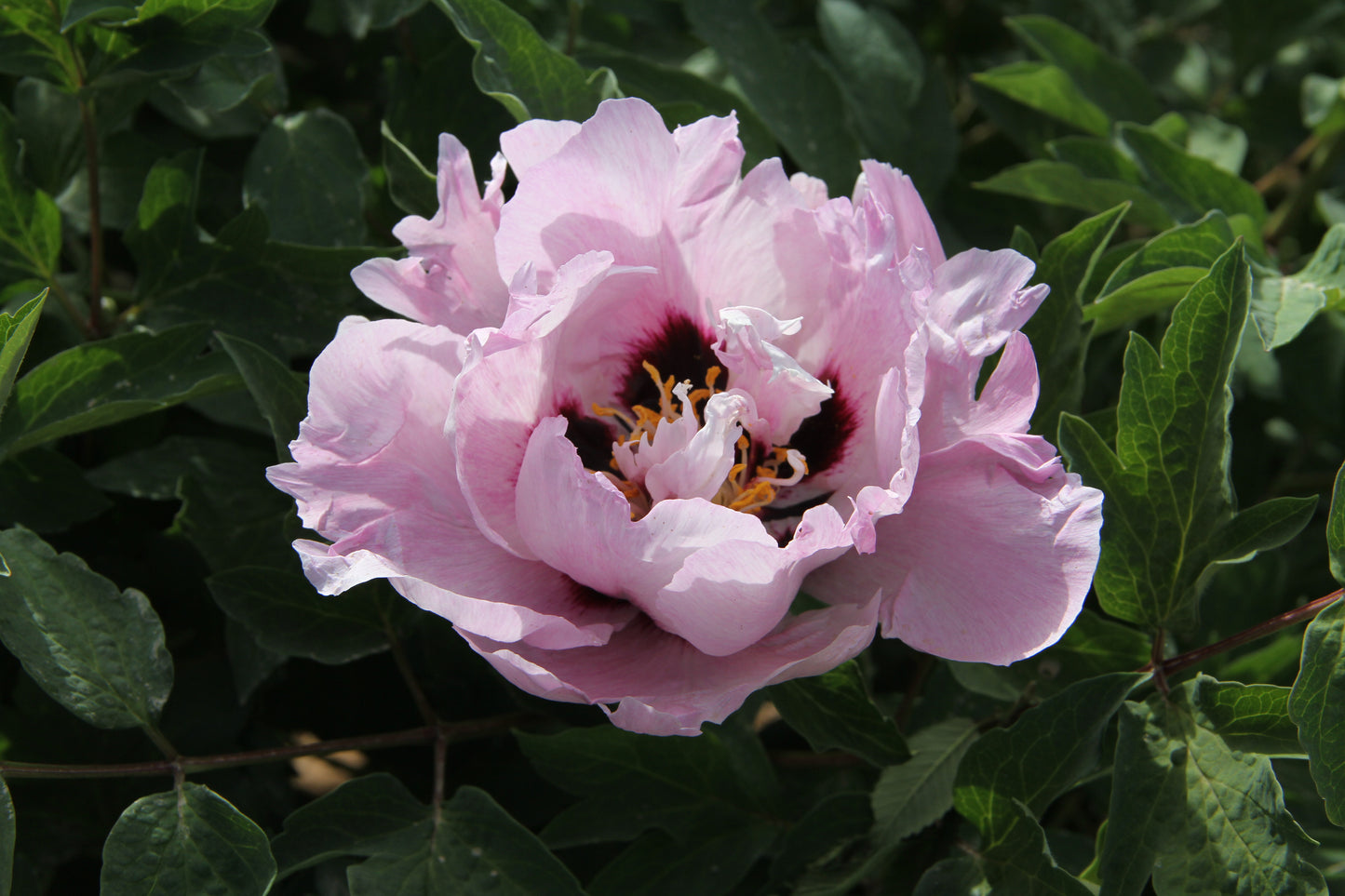 'BLUE SKY DREAM' 蓝天梦 Tree Peony (Paeonia x suffruticosa 'Lan Tian Meng/blue sky dream')