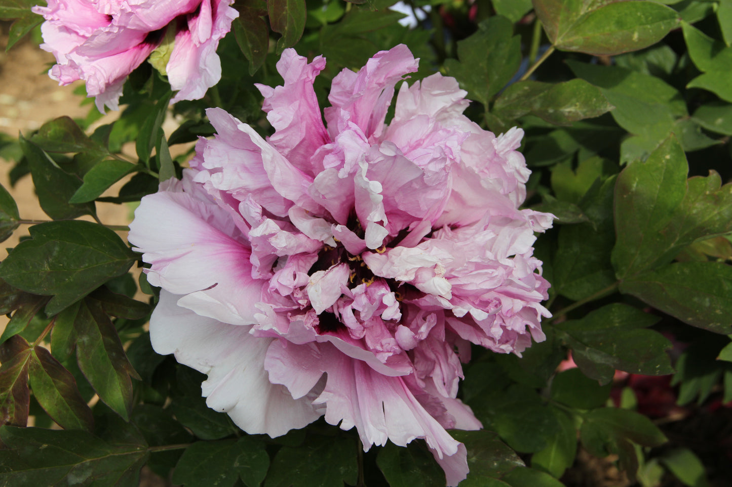 'BLUE LION KING' Tree Peony (Paeonia x suffruticosa '蓝王狮子 lan wang shi zi/blue lion king')