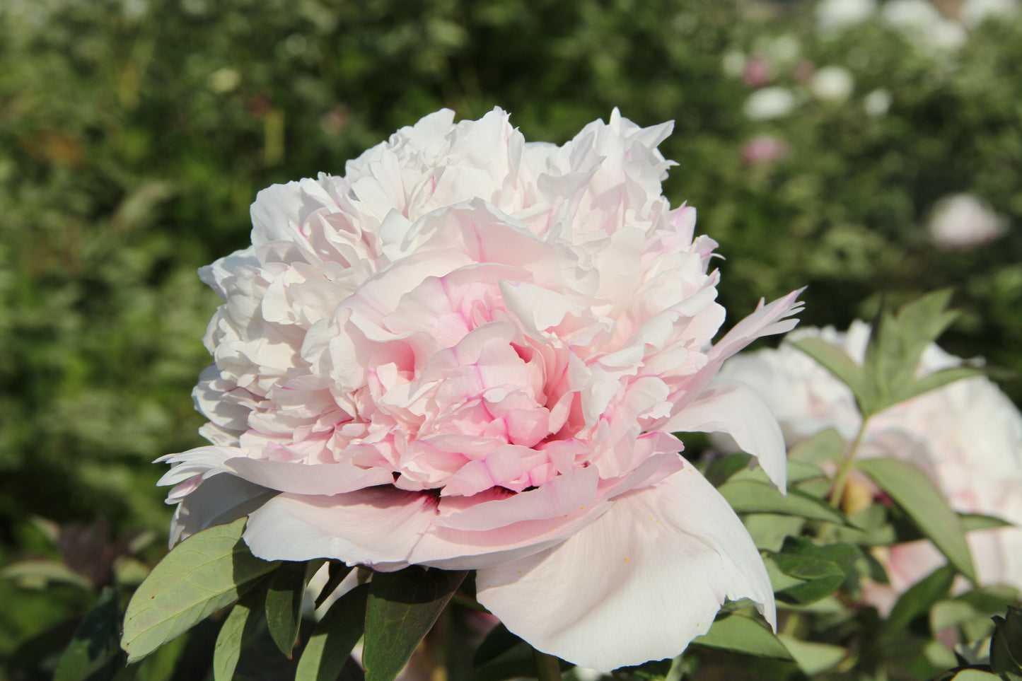 'BLUE LADY' 蓝线女 Tree Peony (Paeonia x suffruticosa 'lan xian nu/blue lady')