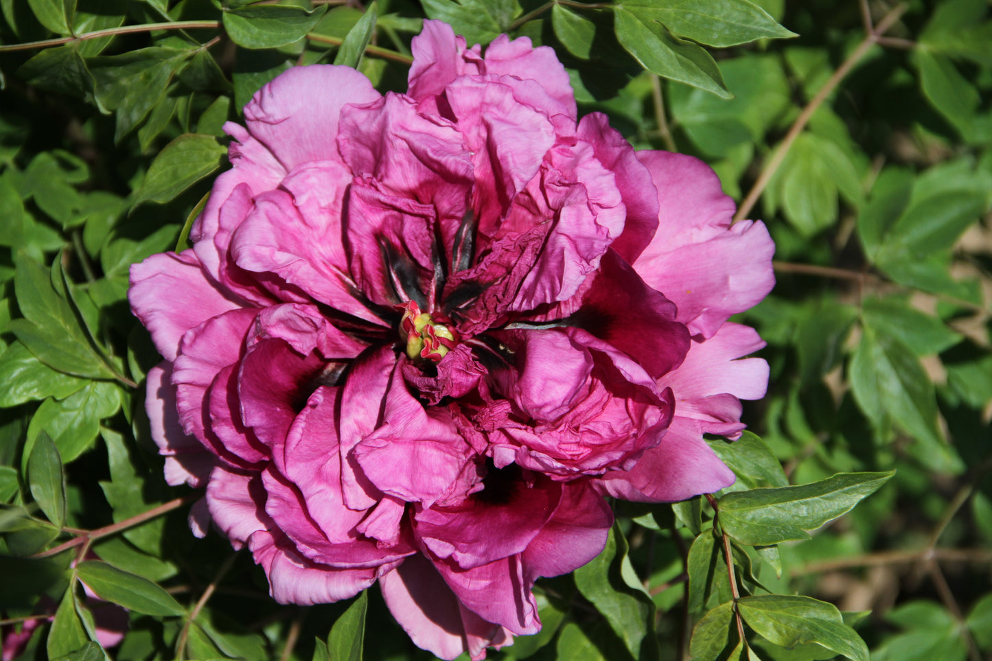 'BLUE CURTAINS AND COLORFUL DRAPES' 蓝帐采帏 Tree Peony (Paeonia x suffruticosa 'lan zhang cai hei/blue curtains and colorful drapes')