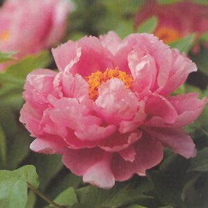 'BLUE OCEAN WAVES' 蓝海碧波 Peony (Paeonia x lactiflora 'lan hai bi bo/blue ocean waves')