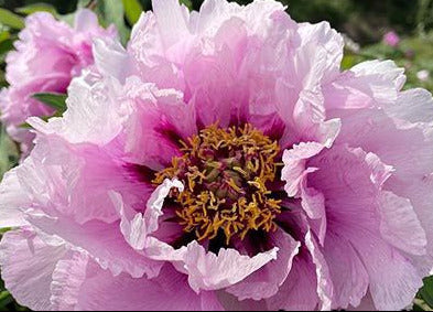 'BLUE CAMILLE' Tree Peony (Paeonia x suffruticosa '蓝蔷薇 lan qiang wei/blue camille')