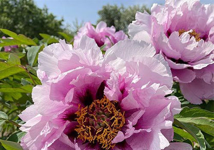 'BLUE CAMILLE' Tree Peony (Paeonia x suffruticosa '蓝蔷薇 lan qiang wei/blue camille')