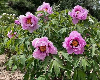 'BLUE CAMILLE' Tree Peony (Paeonia x suffruticosa '蓝蔷薇 lan qiang wei/blue camille')