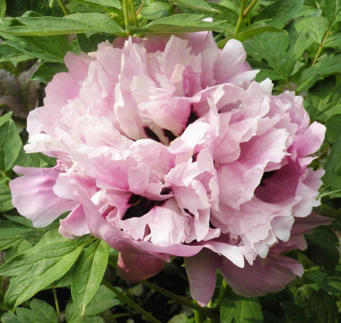 'THREE COLORED BLUE JADE' 蓝玉三彩 Tree Peony (Paeonia x suffruticosa 'lan yu san cai/three colored blue jade')