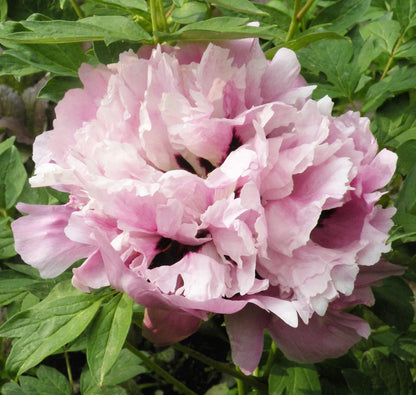 'THREE COLORED BLUE JADE' 蓝玉三彩 Tree Peony (Paeonia x suffruticosa 'lan yu san cai/three colored blue jade')