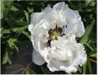 'EVENING SNOW' 瑞雪 Tree Peony (Paeonia x suffruticosa 'wan xue/evening snow')