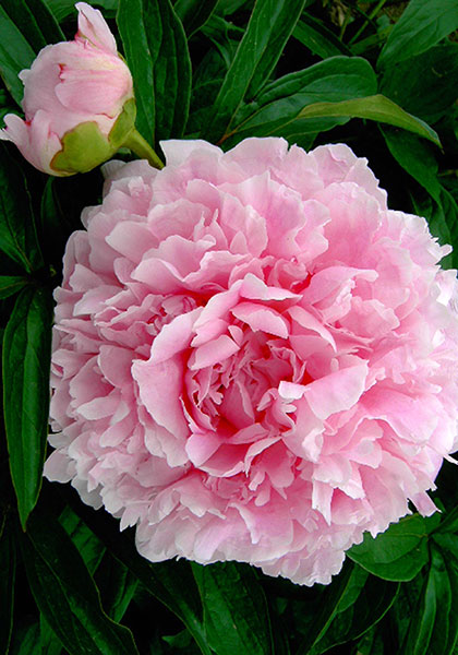 'HERMIONE' Peony (Paeonia x lactiflora 'hermione')