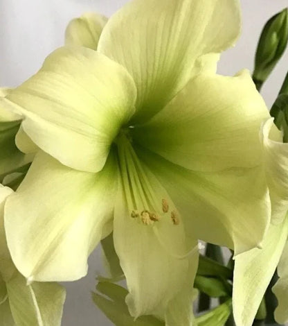 'LEMON STAR' Amaryllis (Hippeastrum x 'lemon star')