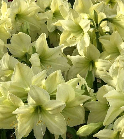 'LEMON STAR' Amaryllis (Hippeastrum x 'lemon star')