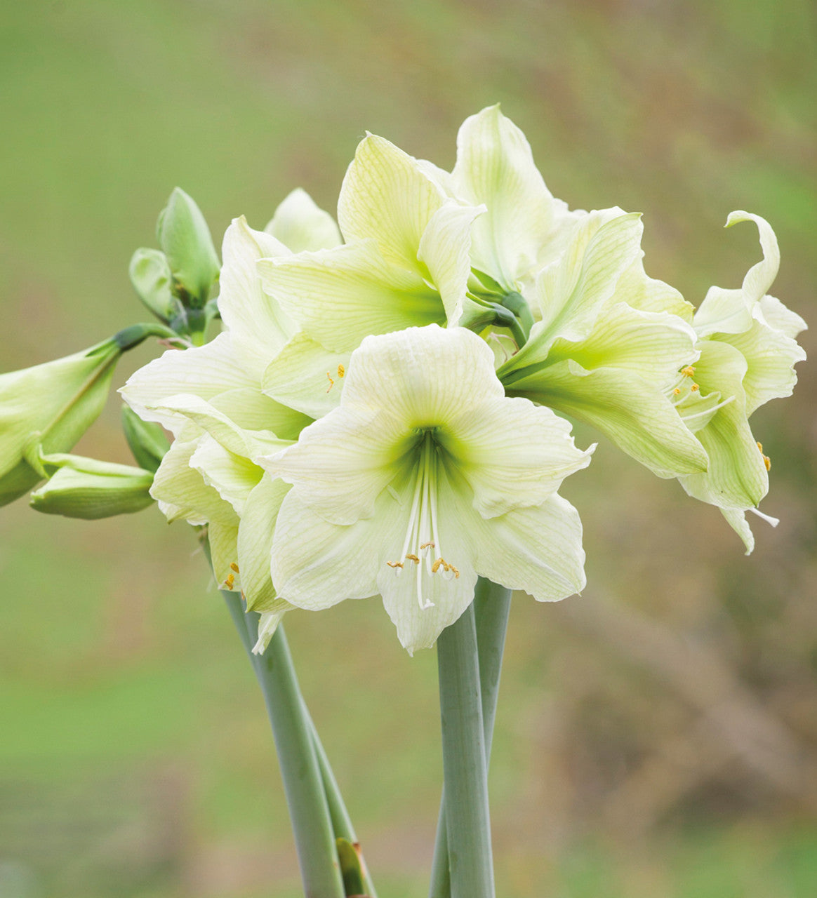 'LEMON STAR' Amaryllis (Hippeastrum x 'lemon star')