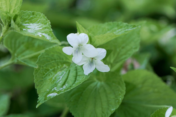 'PALE VIOLET' Striped Violet (Viola striata sp.)