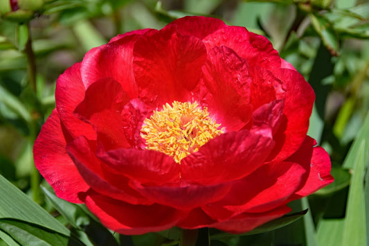 'LUSTROUS' Peony (Paeonia albiflora x lobata 'lustrous')