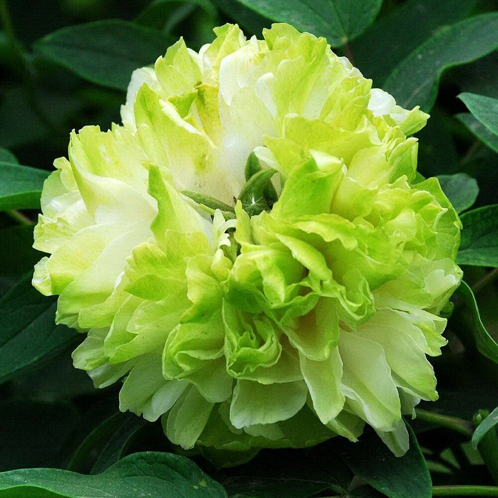 'GREEN VEIL HIDING JADE' 绿幕隐玉 Tree Peony (Paeonia x suffruticosa 'lv mu lin yu/green veil hiding jade')