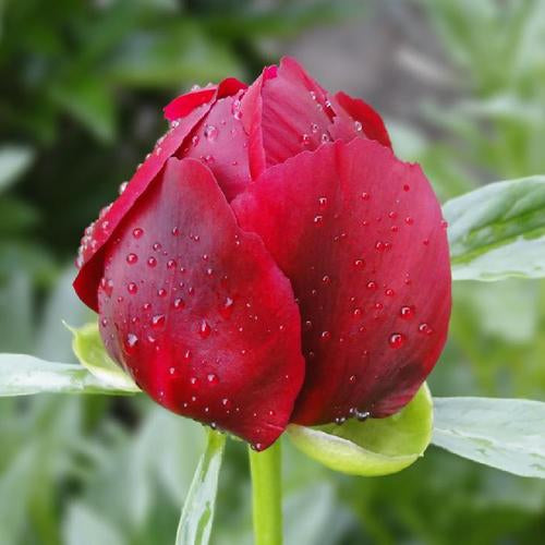 'MAHOGANY' Peony (Paeonia chinensis x officinalis otto froebel 'mahogany')