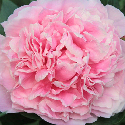 'LADY ALEXANDRA DUFF' Peony (Paeonia x lactifolia 'lady alexandra duff')