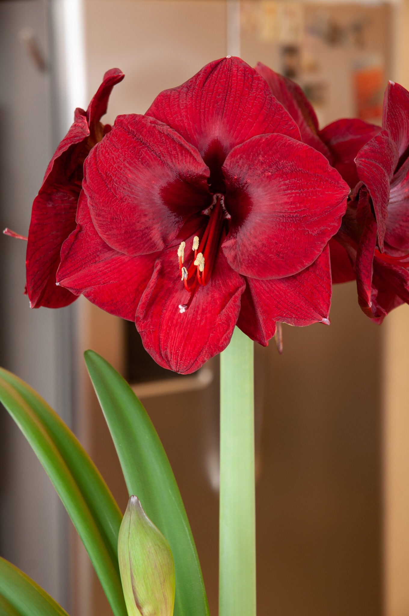 'MANDELA' Amaryllis (Hippeastrum x 'mandela')