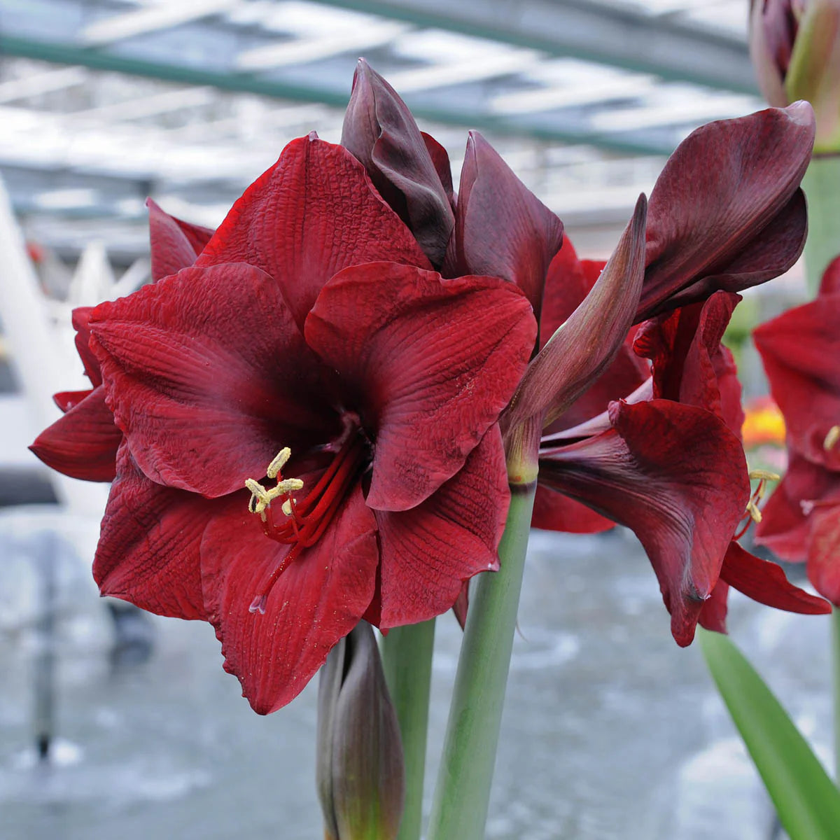 'MANDELA' Amaryllis (Hippeastrum x 'mandela')