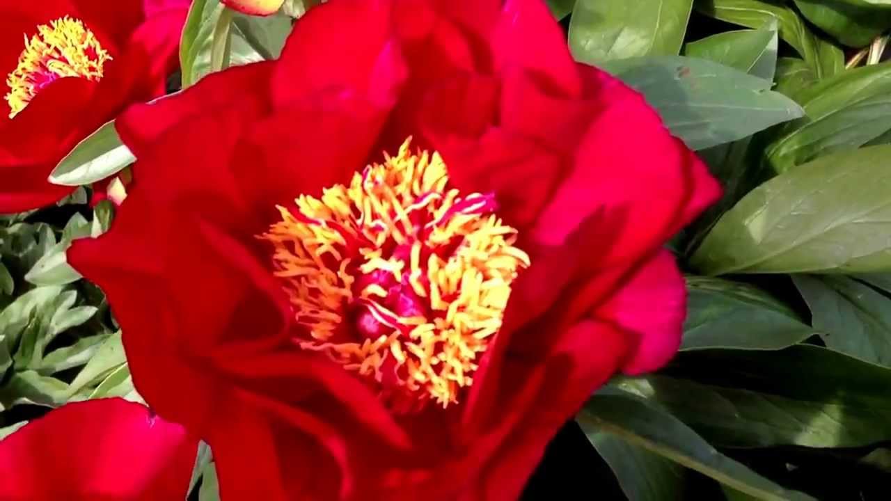 'RED RED ROSE' Peony (Paeonia x lactiflora 'red red rose')