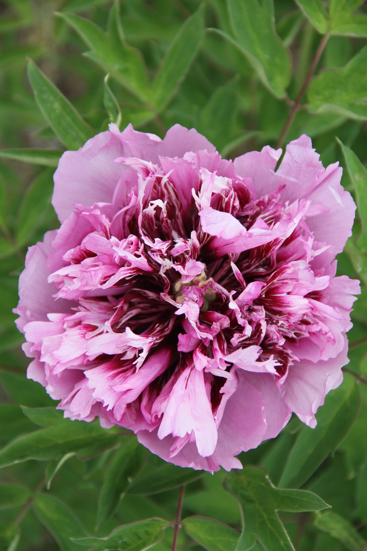 'MYSTERIOUS BEAUTY' 迷尔美  Tree Peony (Paeonia x suffruticosa 'mi er mei/mysterious beauty')