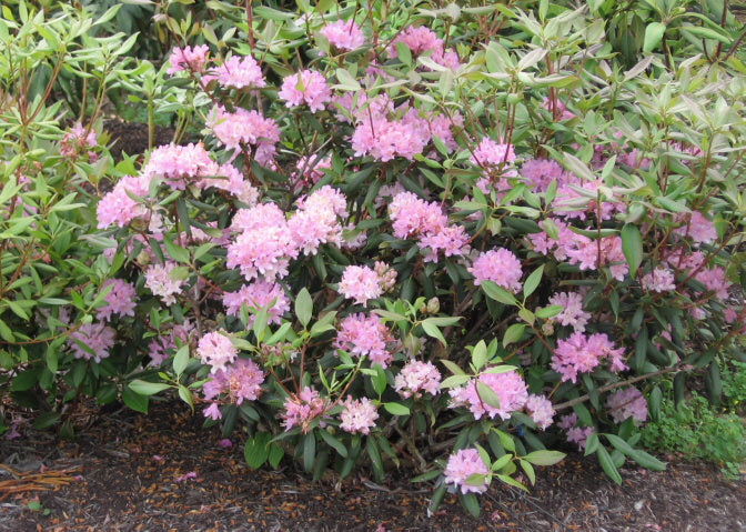 'ROSEUM' Pink Rosebay Rhododendron (Rhododendron maximum var 'roseum')