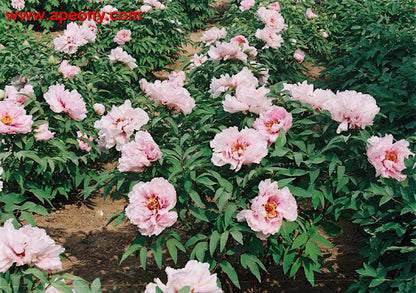 'JADE-FACED PEACH BLOSSOM' Tree peony (Paeonia x suffruticosa 'yu mian tao hua')