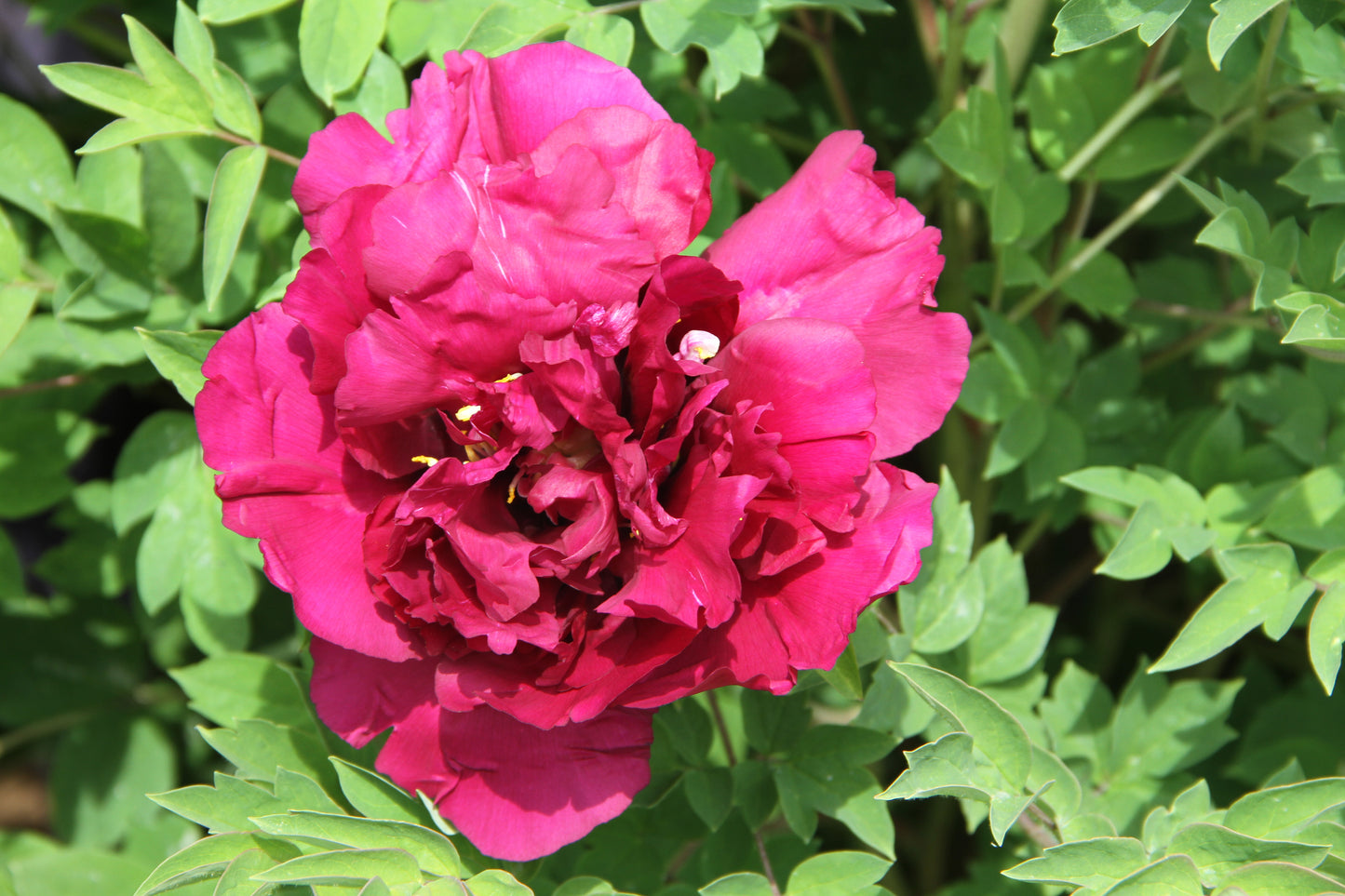 'SILVER THREAD BLACK CROWN' 紫袍晨霜 Tree Peony (Paeonia x suffruticosa 'mo guan yin xian/silver thread black crown')