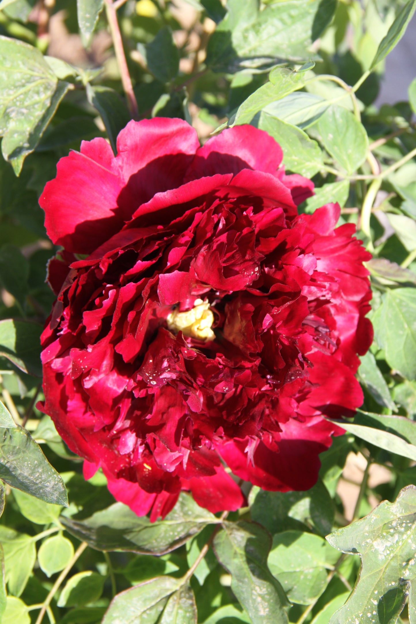 'BLACK JADE' 墨冠玉珠 Tree Peony (Paeonia x suffruticosa 'mo guan yu zhu/black jade')