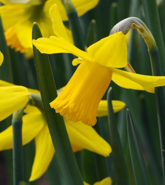 'DAFFODIL' Narcissus, Jonquils, and Daffs (Narcissus x)