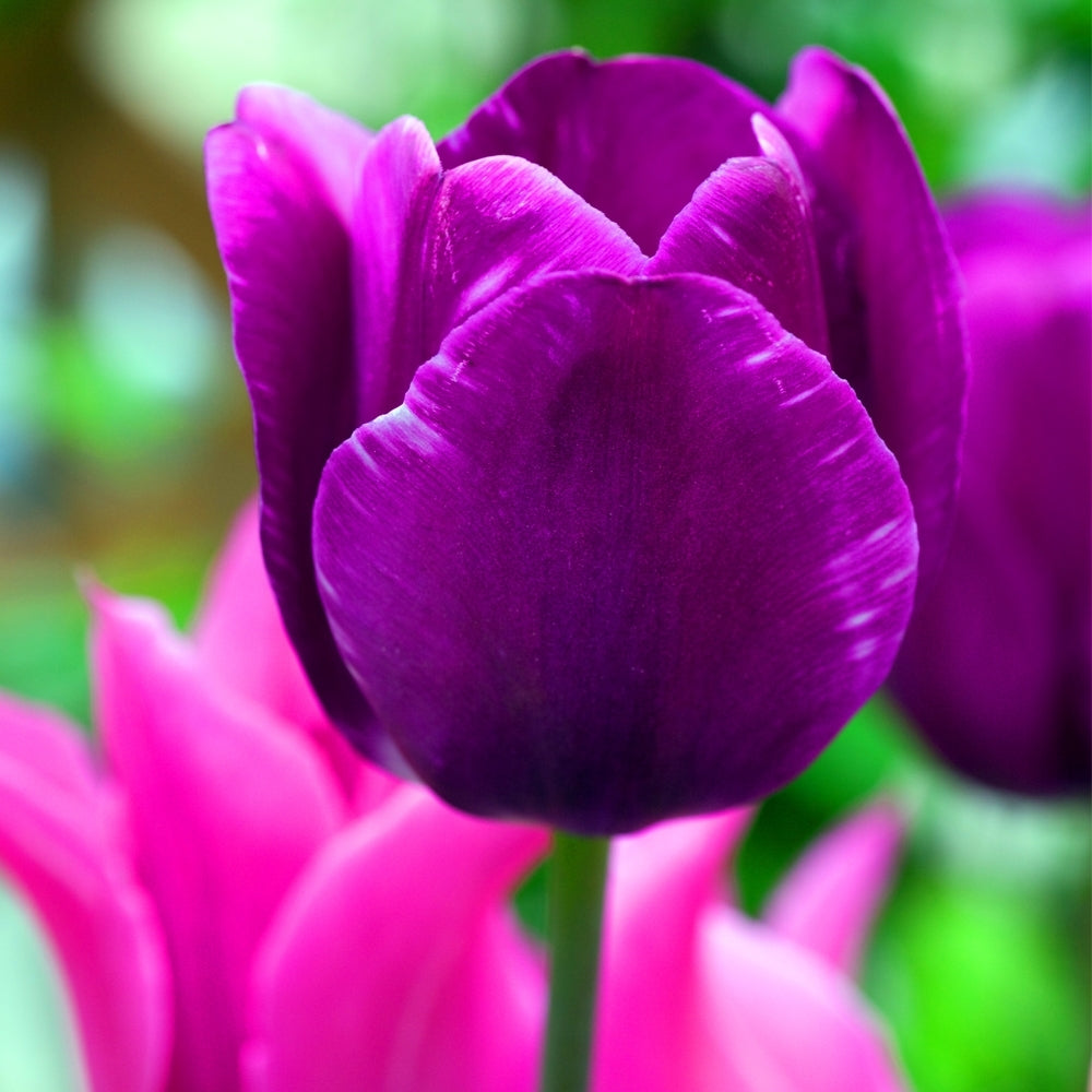 TULIP' Garden tulips (Tulipa x) – Champlain Peony Company