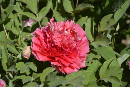 'BURNING COLORS OF EVENING' 霓虹焕彩 Tree Peony (Paeonia x suffruticosa 'ni hong huan cai/evening glow')