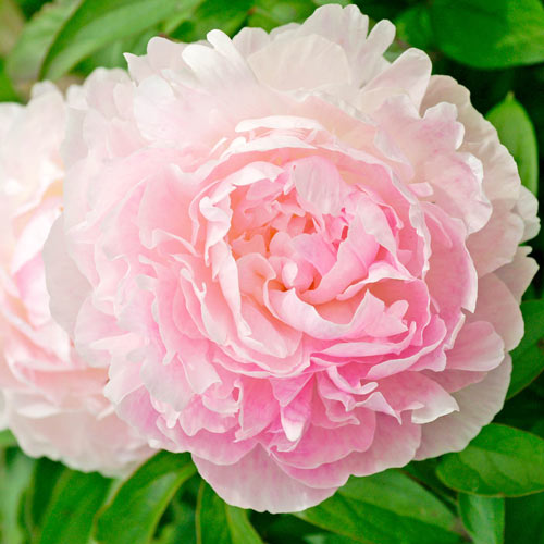 'NANCY NORA' Peony (Paeonia x lactiflora 'nancy nora') – Champlain ...