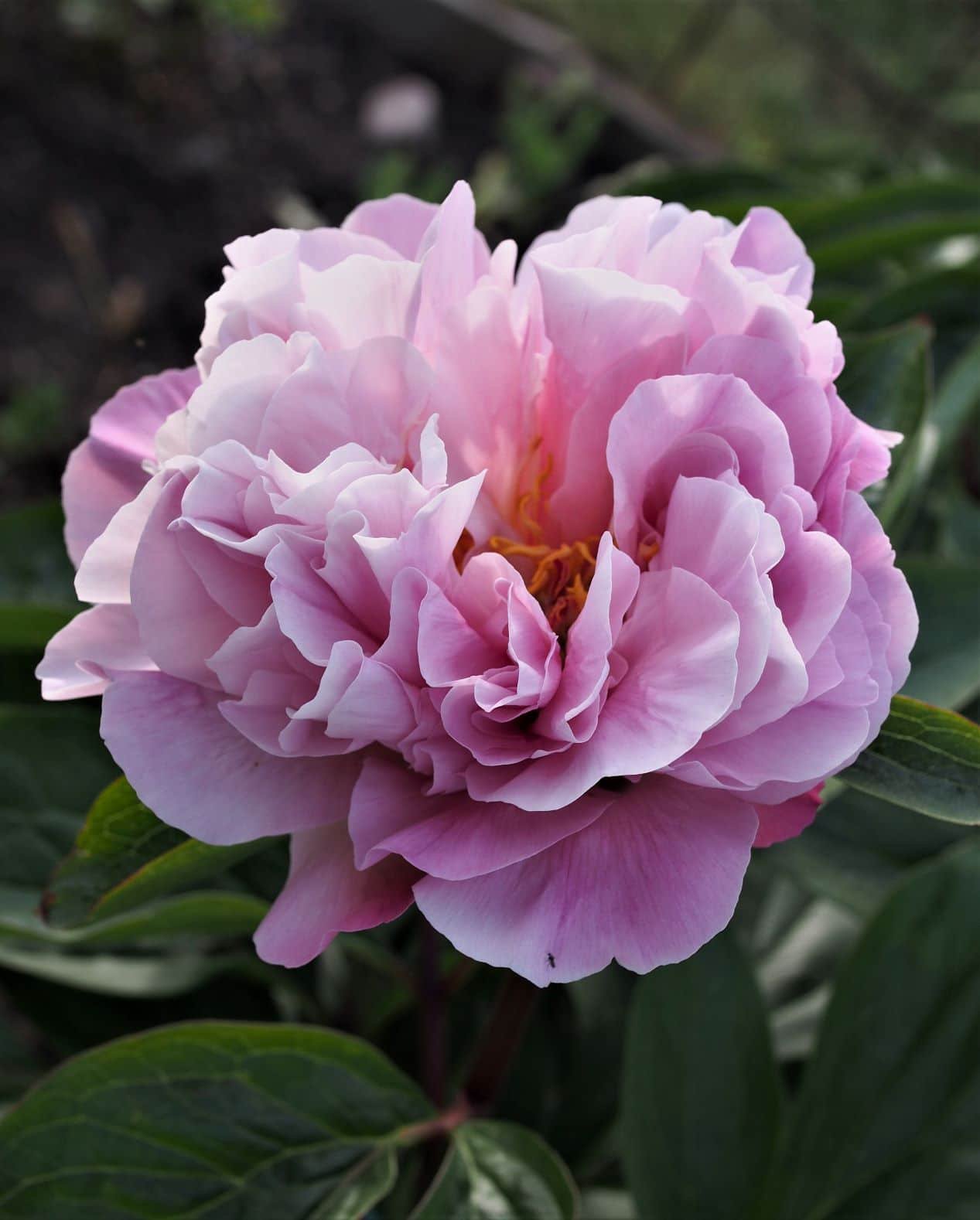 'NORTHWIND MAIDEN' Peony (Paeonia x lactiflora 'northwind maiden')