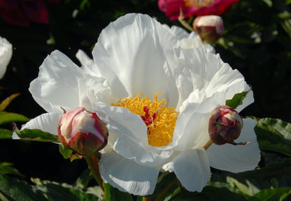 'IVORY INSPIRATION' Peony (Paeonia x lactiflora 'ivory inspiration')