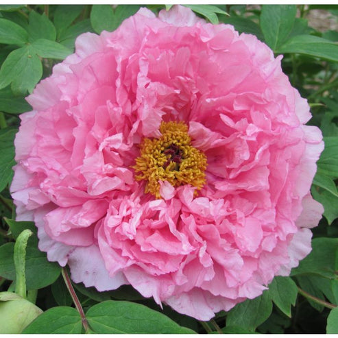 'DELICATE-PINK HIBISCUS' 玉面桃花 Tree Peony (Paeonia x suffruticosa 'rou